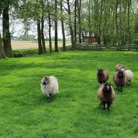Country Life Comfortable * ט-זנד